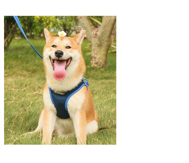 Colourful Pet Chest Harness & Leash 🐾 - My Store