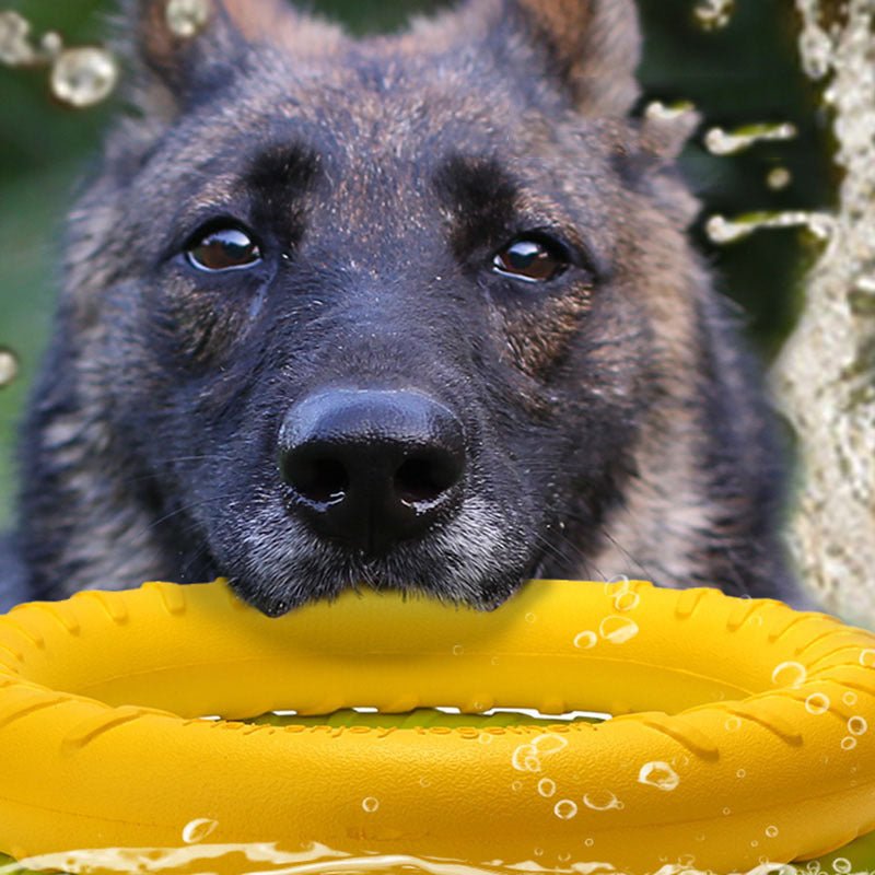 Pet Dog Training Toy Pull Ring - My Store